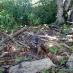 raton-laveur dans le parc national de Cahuita - animaux du Costa Rica