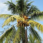 Cocotier sur la grande plage de sable blanc de Cahuita au Costa Rica