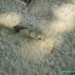 Crabe dans le parc national de Cahuita - animaux du Costa Rica