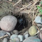 Crabe multicolore dans le parc national de Cahuita - animaux du Costa Rica