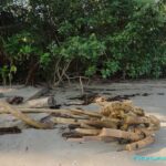Visite du Parc National de Cahuita au Costa Rica