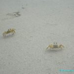 Crabe dans le parc national de Cahuita - animaux du Costa Rica