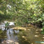 Visite du Parc National de Cahuita au Costa Rica
