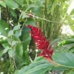 Flore du Costa Rica dans le village de Cahuita