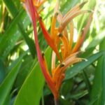 Flore du Costa Rica dans le village de Cahuita