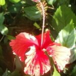 Flore du Costa Rica dans le village de Cahuita