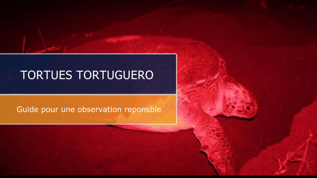 Tortues Tortuguero : quand et comment vivre la ponte de nuit ?