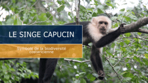 singe capcucin : portrait d'une espece fascinante