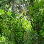 Image de la Nature sur le sentier du parc national de Manuel Antonio