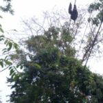 Image d'un paresseux sur le sentier du parc national de Manuel Antonio