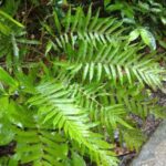 Image de la Nature sur le sentier du parc national de Manuel Antonio