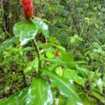 Image de la Nature sur le sentier du parc national de Manuel Antonio