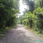 Image de la Nature sur le sentier du parc national de Manuel Antonio