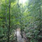 Image de la Nature sur le sentier du parc national de Manuel Antonio