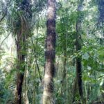 Image de la Nature dans le parc national de Manuel Antonio