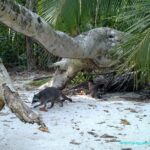 Raton laveur sur la plage dans le Parc national de Manuel Antonio - Costa Rica