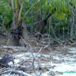 Raton laveur sur la plage dans le Parc national de Manuel Antonio - Costa Rica