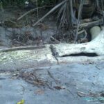 Iguane sur la plage dans le Parc national de Manuel Antonio - Costa Rica