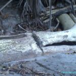 Iguane sur la plage dans le Parc national de Manuel Antonio - Costa Rica