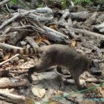 Raton laveur sur la plage du Parc national de Manuel Antonio - Costa Rica