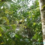 Le Parc national de Manuel Antonio - Nature et animaux du Costa Rica