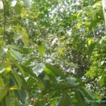 Le Parc national de Manuel Antonio - Nature et animaux du Costa Rica