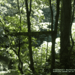 Voyage Costa Rica à Monteverde - à la Cascade San Luis