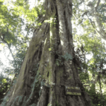 Monteverde à la Cascade San Luis - Catarata San Luis