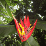 Monteverde à la Cascade San Luis - Catarata San Luis