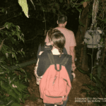 Tour de nuit à Monteverde : à la rencontre des animaux nocturnes !