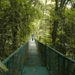 Images des Ponts suspendus de Monteverde
