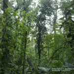 Images des Ponts suspendus de Monteverde