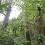 Images des Ponts suspendus de Monteverde
