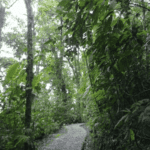 Images des Ponts suspendus de Monteverde