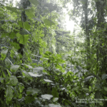 Images des Ponts suspendus de Monteverde