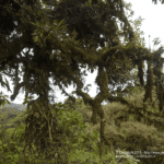 Images des Ponts suspendus de Monteverde