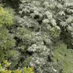 Images des Ponts suspendus de Monteverde