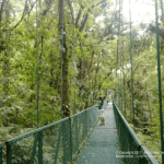 Images des Ponts suspendus de Monteverde