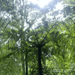 Images des Ponts suspendus de Monteverde