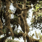 Images des Ponts suspendus de Monteverde