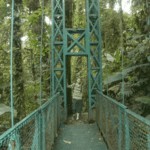 Images des Ponts suspendus de Monteverde