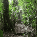 Images des Ponts suspendus de Monteverde