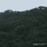 Images des Ponts suspendus de Monteverde