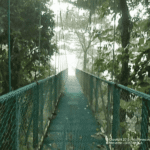 Images des Ponts suspendus de Monteverde
