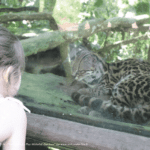 Parc animalier à la Paz Waterfall Gardens