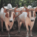 Ferme traditionnelle costaricienne - La Paz Waterfall Gardens