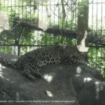 Parc animalier à la Paz Waterfall Gardens