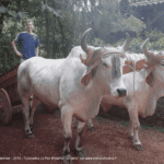 Ferme traditionnelle costaricienne - La Paz Waterfall Gardens
