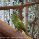 Parc animalier à la Paz Waterfall Gardens