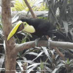 Parc animalier à la Paz Waterfall Gardens